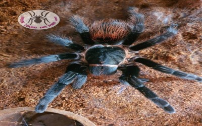 vagans Juvie unsex tarantula